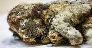 冰凍3萬年！西伯利亞穴獅幼屍出土 保存完整就像活著