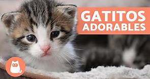 Vídeos de GATITOS BEBÉS 😻 ¡Gatos Tiernos y Graciosos!