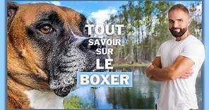 Chien de race Boxer : caractère, dressage, comportement, santé de cette race de chien...