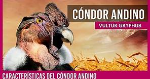 🟠 CONDOR ANDINO (VULTUR GRYPHUS) 🟠 | CARACTERÍSTICAS DEL CÓNDOR ANDINO | conociendo el cóndor