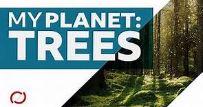 Can trees save the planet? - BBC My World