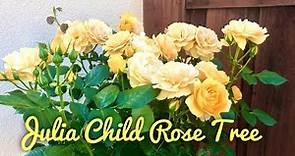 Julia Child | Yellow Rose Tree | Standard Rose