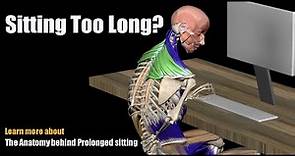 Pain from Sitting Too Long? The Anatomy behind Prolonged sitting