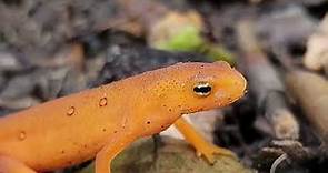How to Care for Newts and Salamanders: A General Care Guide [Part 1]