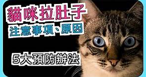 貓咪軟便拉肚子怎麼辦｜注意事項、原因、預防 #貓咪大學 24 #貓老闆