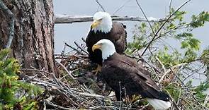 American Bald Eagle Facts | Bald Eagles: The Majestic Hunter Of The Skies