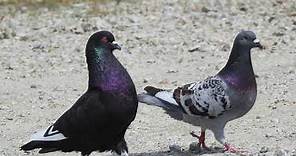 Sonidos De Paloma - Canto De Palomas - Audio De Paloma - Sonido De Paloma Doméstica (Columba livia)