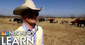 Cattle Ranching in the Texas Panhandle