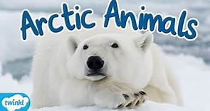 What Animals Live in the Arctic? | Where is the Arctic for Kids