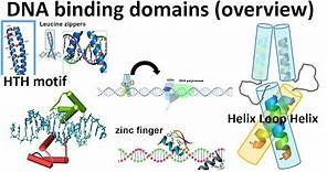 DNA Binding motifs overview