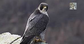 Il falco pellegrino - The Peregrine Falcon