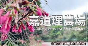 【香港好去處】嘉道理農場🌸賞花攻略 | 吊鐘花、櫻花🌺 唔洗行山輕鬆登頂‼️ Hong Kong Kadoorie Farm And Botanic Garden