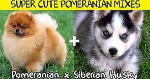 Super Cute Pomeranian Mixes
