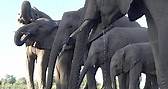 Elefantes africanos 🎥 Richard... - Fotografías para el alma