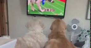 Golden retrievers watch Puppy Bowl XVIII