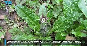 Come riconoscere la mandragora, la pianta velenosa simile allo spinacio