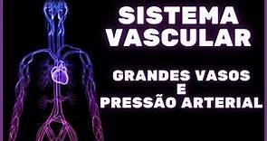 Sistema vascular – grandes vasos e pressão arterial