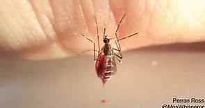 破壞蚊子飽足感器官 吸血直到「腹部爆裂」死亡