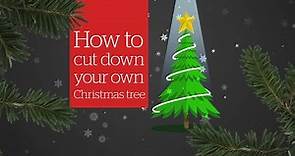 How to legally cut down your own Christmas tree in B.C.