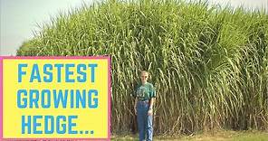 Miscanthus Giganteus Ornomental Grass - Fastest Growing Privacy Hedge