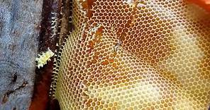 Panal de Abejas