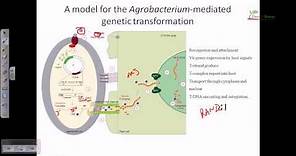 Agrobacterium mediated gene transformation in plants