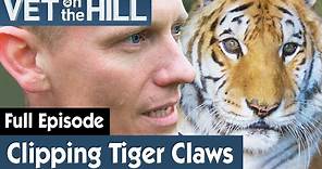 🐯 Clipping A Tiger’s Enlarged Claws | FULL EPISODE | S02E16 | Vet On The Hill