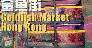 【4K 60fps 旺角金魚街】虛擬行街睇魚 🐠🐟 ・Hong Kong Goldfish Market full walkthrough (2021.6)
