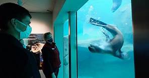 Vancouver Aquarium, BC Walkthrough 2022