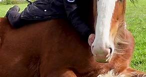 The Clydesdale Horse! 🤩 #clydesdales #horses #horsepower | Discoverthehorse