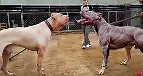 Pitbull VS Dogo Argentino - Dogo Argentino VS Pitbull Video Pelea Real