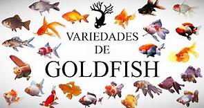 TIPOS DE GOLDFISH (TODAS LAS VARIEDADES)