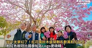 埔鹽鄉南新社區的紅花風鈴木最近盛開