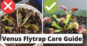 The Complete Venus Fly Trap Care Guide 🌱
