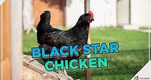 Black Star Chickens: Egg-Laying Champions You MUST See!