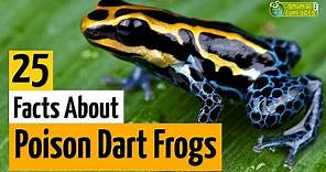 25 Facts About Poison Dart Frogs 🐸 - Learn All About Poison Frogs - Animals for Kids - Educational