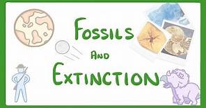 GCSE Biology - What Are Fossils? What Fossils Tell Us About Extinct Species #78
