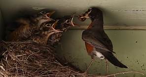 Life Cycle of a Robin: Egg to Fledgling