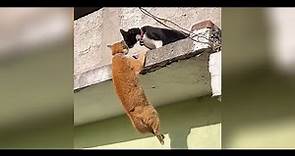 cat fighting while hanging on a ledge
