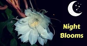 10 Most Beautiful Night blooming Flowers In The World | GardenGraduate