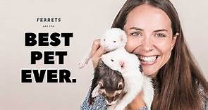 Why Ferrets are Best : Pros of Ferrets as Pets