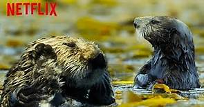 Watch These Adorable Otters Bathe | Our Planet | Netflix