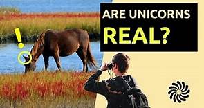 Are unicorns REAL?