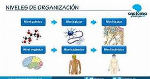 NIVELES DE ORGANIZACIÓN CORPORAL || Resúmenes de Anatomía y Fisiología