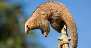 Life of the nocturnal silky anteater explored