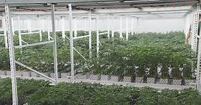 Cannabis company showcases new grow facility in San Manuel