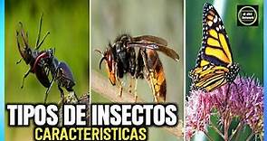 🐝Tipos de insectos - Características y Nombres 🐞🐛