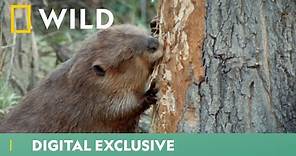 Beavers Scurry To Build Their Winter Home | World's Weirdest | National Geographic WILD UK