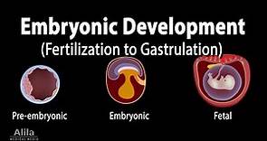 Embryology: from Fertilization to Gastrulation, Animation