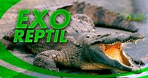 Exo Reptil - El Cocodrilo de Tumbes (Crocodylus Acutus)